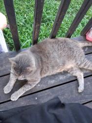 Lost Male Cat last seen Woodmont circle, Homeland Park, SC 29624