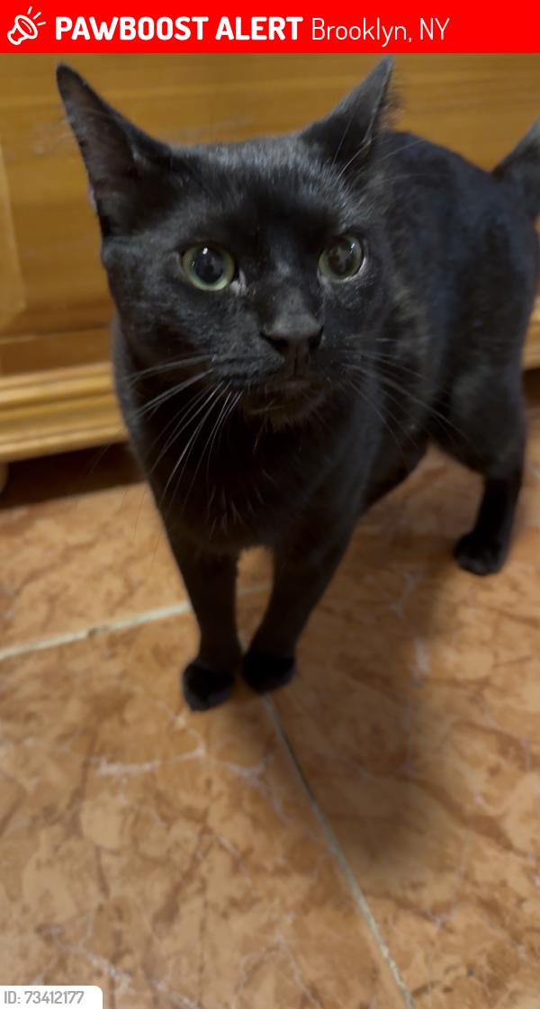 Lost Male Cat last seen 53rd St between 5th Ave & 6th Ave, Brooklyn, NY 11219