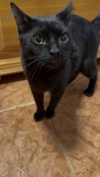 Lost Male Cat last seen 53rd St between 5th Ave & 6th Ave, Brooklyn, NY 11219