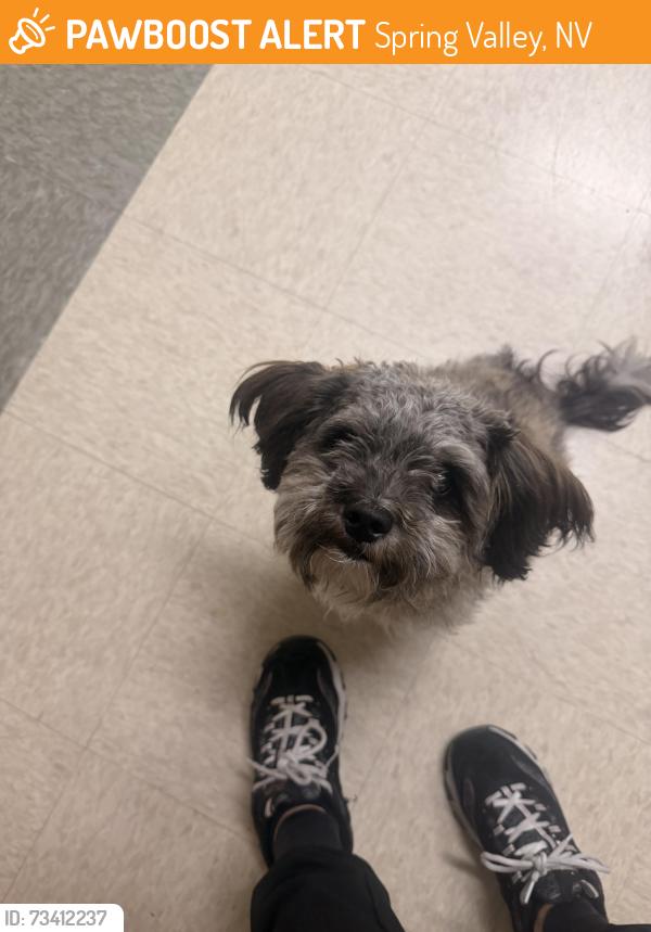 Found/Stray Female Dog last seen Desert inn and fort apache, Spring Valley, NV 89117
