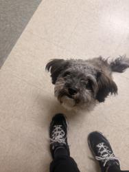 Found/Stray Female Dog last seen Desert inn and fort apache, Spring Valley, NV 89117
