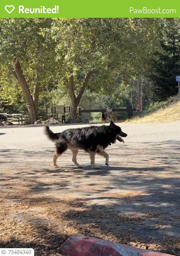 Reunited Unknown Dog last seen Sibley volcanic preserve parking lot, Contra Costa County, CA 94611