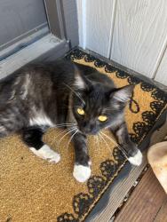 Found/Stray Female Cat last seen Ellmar Oaks Court, San Jose, CA 95136