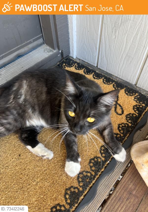 Found/Stray Female Cat last seen Ellmar Oaks Court, San Jose, CA 95136