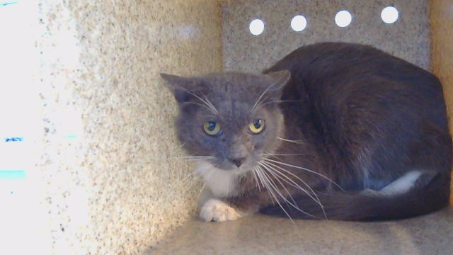 Shelter Stray Male Cat last seen , 216 W Victoria St, Gardena, CA 90248, USA