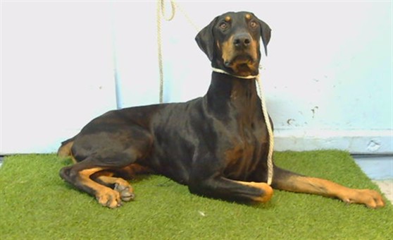 Shelter Stray Male Dog last seen , 216 W Victoria St, Gardena, CA 90248, USA