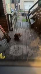 Found/Stray Female Cat last seen Stowe twp Police Station, Stowe, PA 19464
