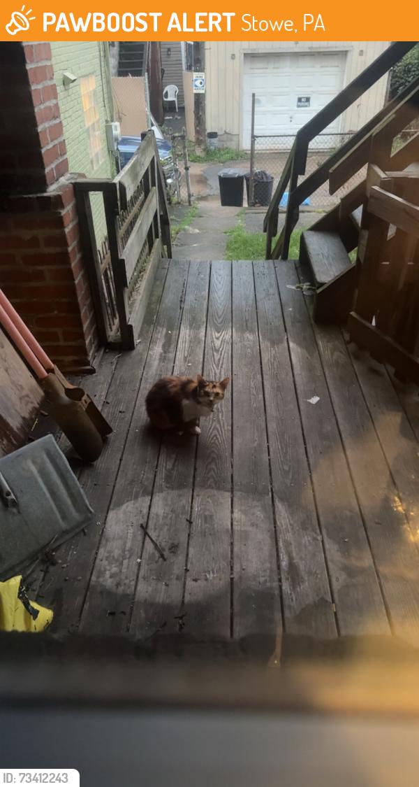 Found/Stray Female Cat last seen Stowe twp Police Station, Stowe, PA 19464