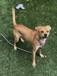 Shelter Stray Male Dog last seen , West Valley Animal Shelter, 20655 Plummer St, Chatsworth, CA 91311, USA