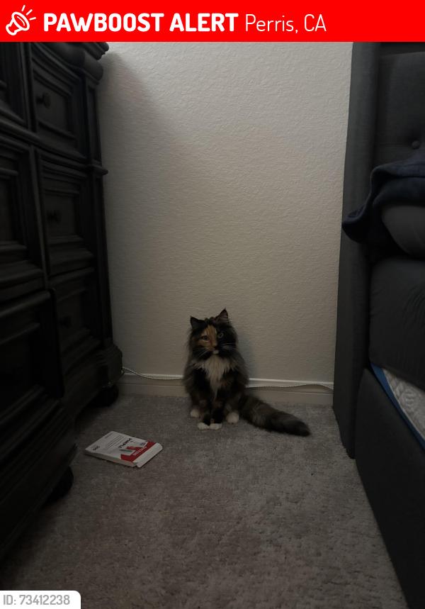 Lost Female Cat last seen Avenue D perris, Perris, CA 92570