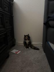 Lost Female Cat last seen Avenue D perris, Perris, CA 92570