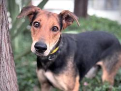 Shelter Stray Female Dog last seen , 957 N Gaffey St, San Pedro, CA 90731, USA