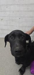 Shelter Stray Male Dog last seen FOOTHILL AND HEMLOCK, 333 Chandler Pl, San Bernardino, CA 92408, USA