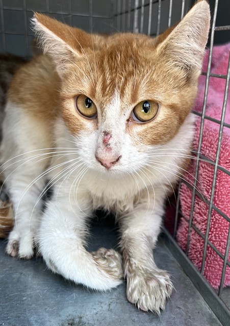 Shelter Stray Unknown Cat last seen , 4275 Elton St, Baldwin Park, CA 91706, USA