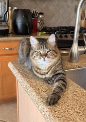 Lost Female Cat last seen Spring Barker Drive, Cypress, TX 77429