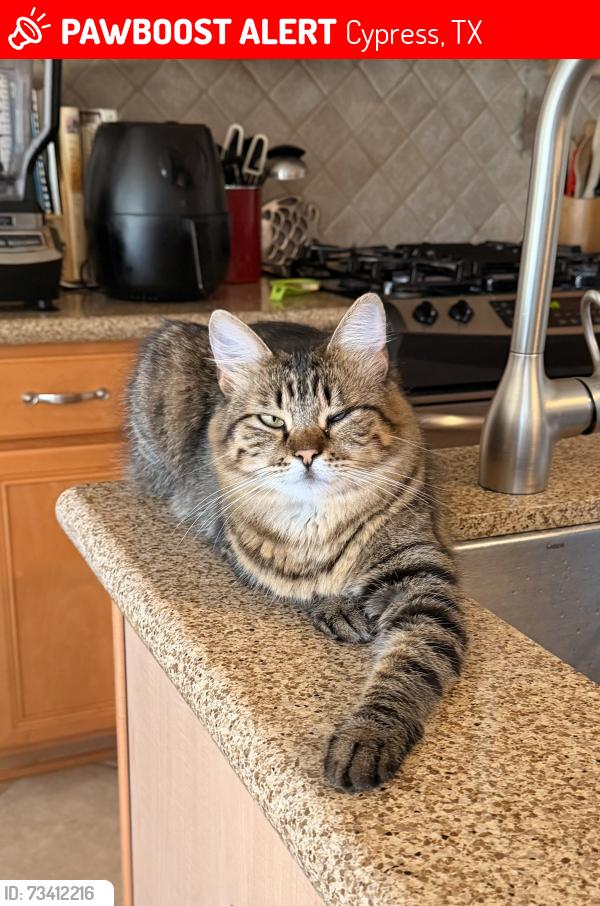 Lost Female Cat last seen Spring Barker Drive, Cypress, TX 77429