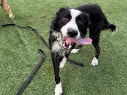 Shelter Stray Male Dog last seen , 3201 Lacy St, Los Angeles, CA 90031, USA