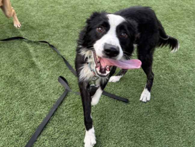 Shelter Stray Male Dog last seen , 3201 Lacy St, Los Angeles, CA 90031, USA