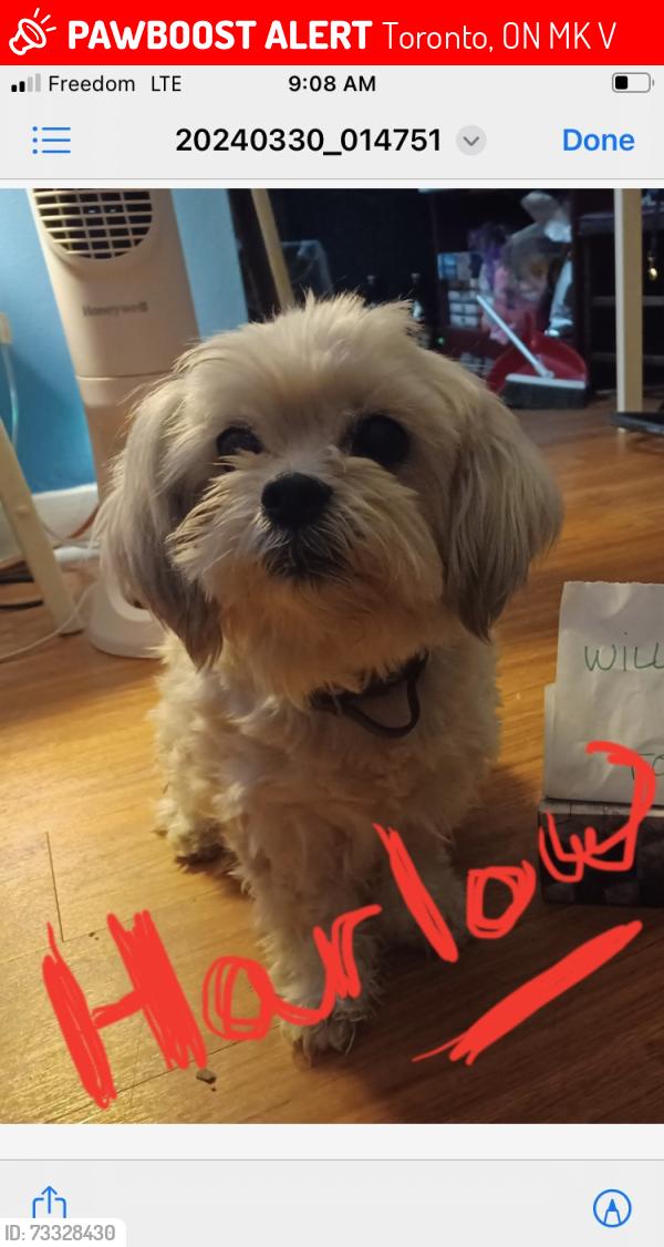 Lost Female Dog last seen Kennedy and Eglinton, Toronto, ON M1K 3V7