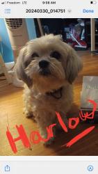 Lost Female Dog last seen Kennedy and Eglinton, Toronto, ON M1K 3V7