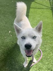 Shelter Stray Female Dog last seen , 1850 W 60th St, Los Angeles, CA 90047, USA