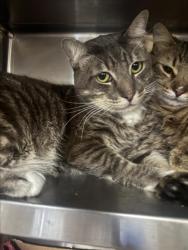 Shelter Stray Male Cat last seen , 1850 W 60th St, Los Angeles, CA 90047, USA