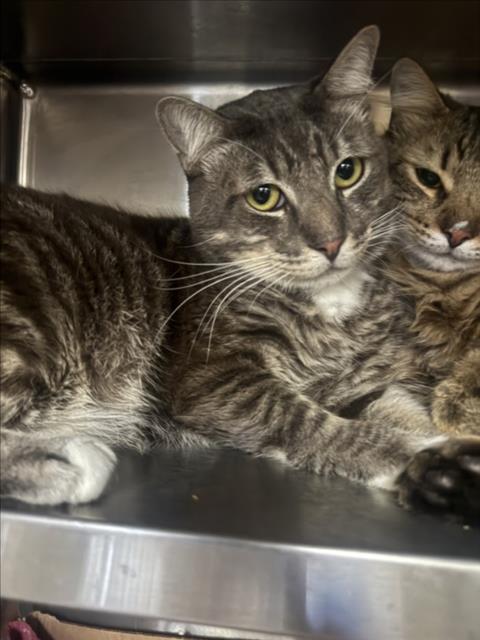 Shelter Stray Male Cat last seen , 1850 W 60th St, Los Angeles, CA 90047, USA