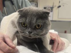 Shelter Stray Male Cat last seen MILK RANCH RD, 11232 B Ave, Auburn, CA 95603, USA