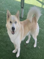 Shelter Stray Male Dog last seen , 1850 W 60th St, Los Angeles, CA 90047, USA