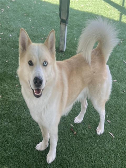 Shelter Stray Male Dog last seen , 1850 W 60th St, Los Angeles, CA 90047, USA