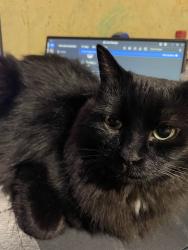 Reunited Female Cat last seen Westbrook, Spruce Cliff area, Calgary, AB 
