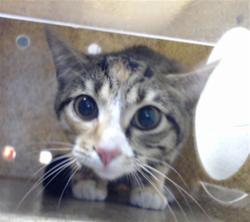 Shelter Stray Female Cat last seen Near BLOCK RAMSEY ST, FAYETTEVILLE NC 28311, 4704 Corporation Dr, Fayetteville, NC 28306, USA