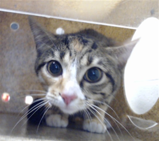 Shelter Stray Female Cat last seen Near BLOCK RAMSEY ST, FAYETTEVILLE NC 28311, 4704 Corporation Dr, Fayetteville, NC 28306, USA
