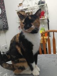 Lost Female Cat last seen E Nevada ave and greeley, Detroit, MI 48203