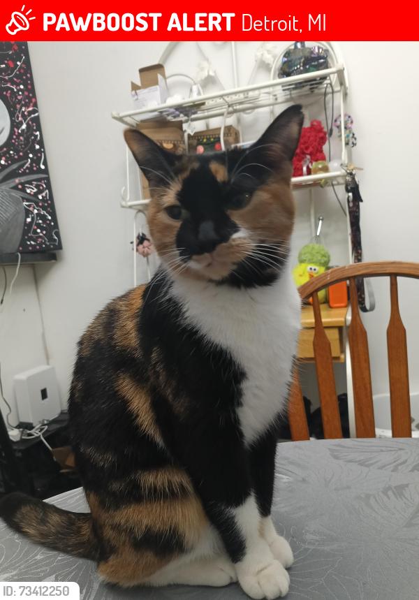 Lost Female Cat last seen E Nevada ave and greeley, Detroit, MI 48203