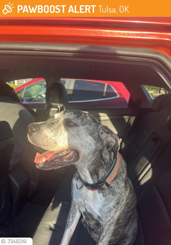 Found/Stray Female Dog last seen 51st and Harvard near Waterford apmts, Tulsa, OK 74135