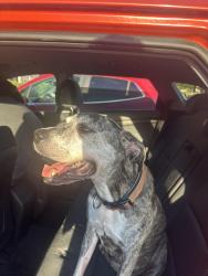 Found/Stray Female Dog last seen 51st and Harvard near Waterford apmts, Tulsa, OK 74135