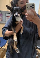 Found/Stray Male Dog last seen Lakewood blvd and sterns in Long Beach, Long Beach, CA 90808