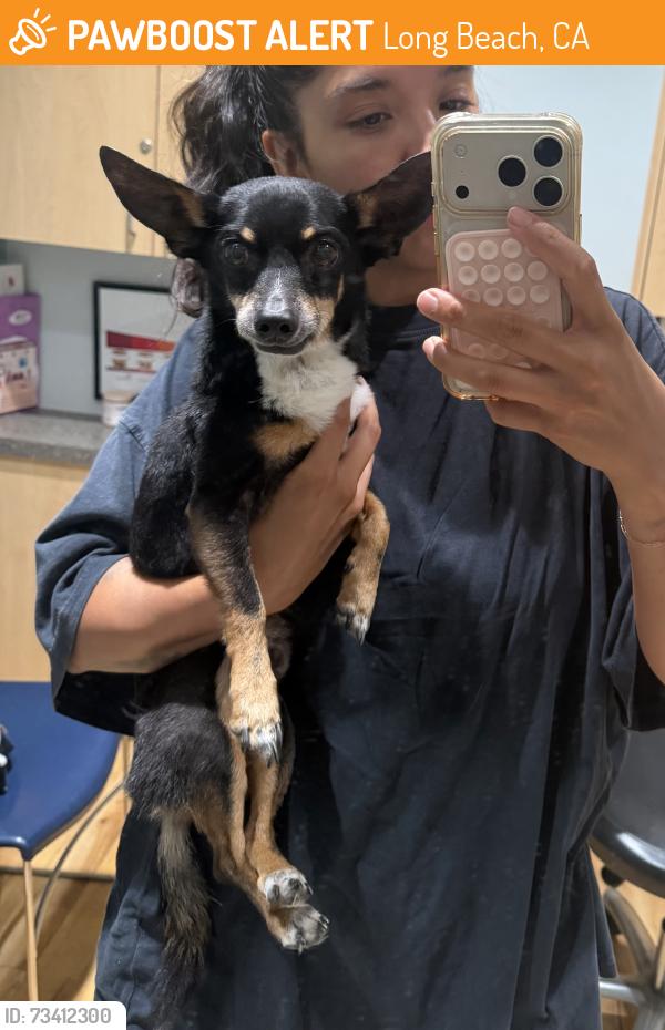 Found/Stray Male Dog last seen Lakewood blvd and sterns in Long Beach, Long Beach, CA 90808