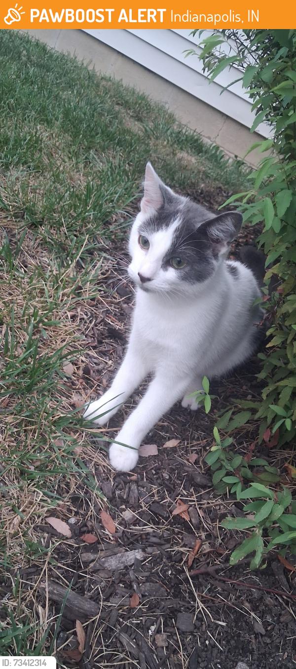 Found/Stray Male Cat last seen Arlington and Troy, Indianapolis, IN 46203