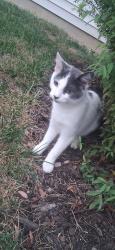 Found/Stray Male Cat last seen Arlington and Troy, Indianapolis, IN 46203