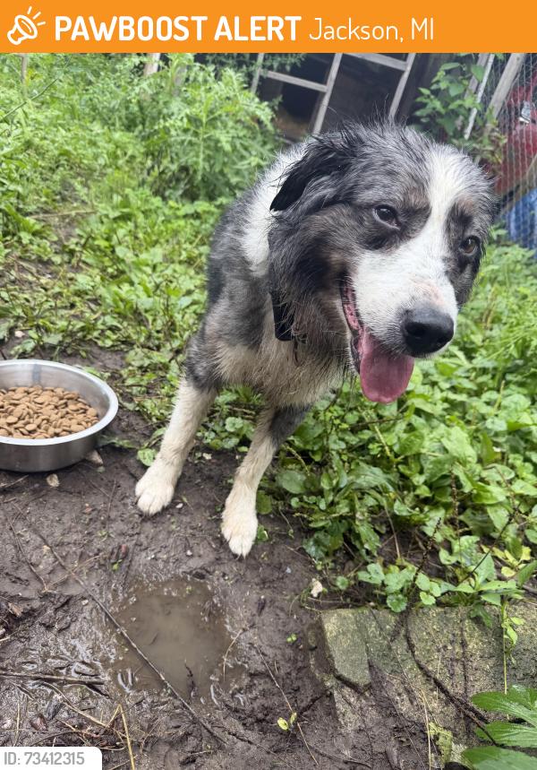 Found/Stray Male Dog last seen E Porter, Jackson, MI 49202