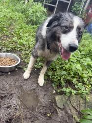 Found/Stray Male Dog last seen E Porter, Jackson, MI 49202