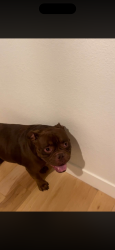 Lost Male Dog last seen lost in the foothills next to pierce park, Boise, ID 83714