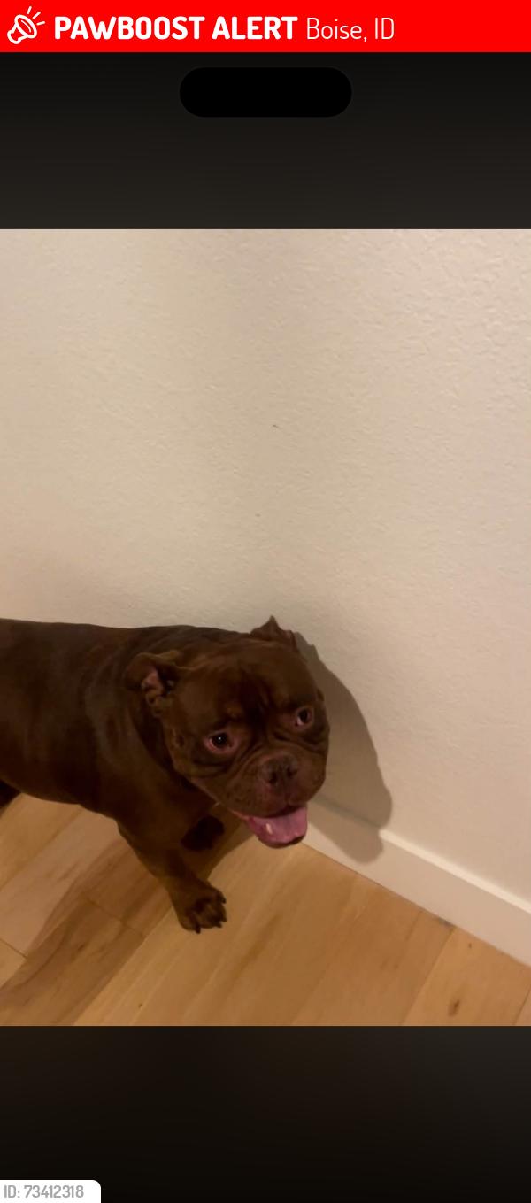 Lost Male Dog last seen lost in the foothills next to pierce park, Boise, ID 83714