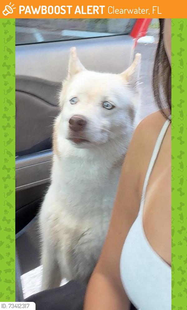 Found/Stray Male Dog last seen Medway Medical Centers, Clearwater, FL 33756