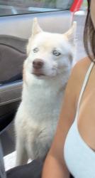 Found/Stray Male Dog last seen Medway Medical Centers, Clearwater, FL 33756