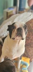 Reunited Female Dog last seen Cricket lane and cabin drive, Hedgesville, WV 25427