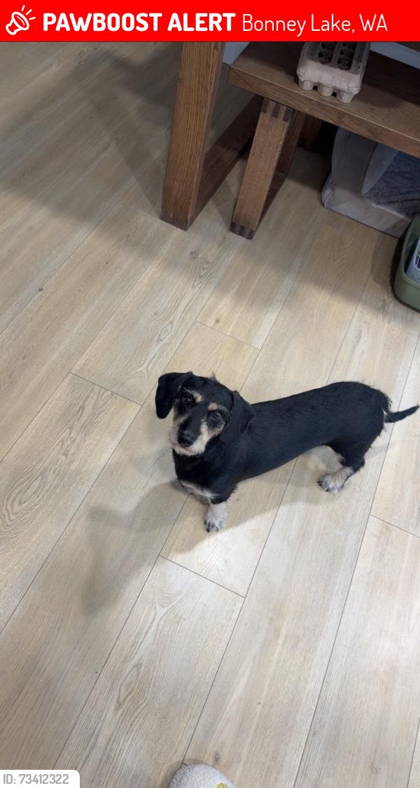 Lost Female Dog last seen Mountainview Middle School, Bonney Lake, WA 98391