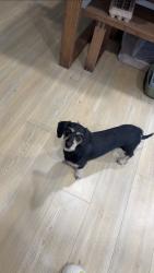 Lost Female Dog last seen Mountainview Middle School, Bonney Lake, WA 98391